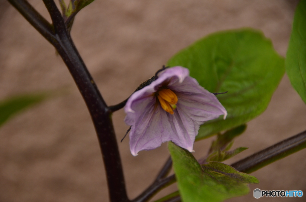 秋茄子の花