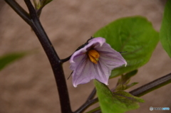 秋茄子の花
