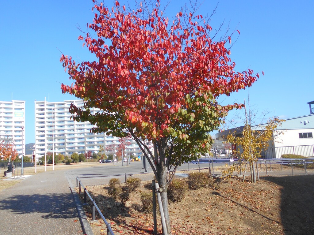 公園内