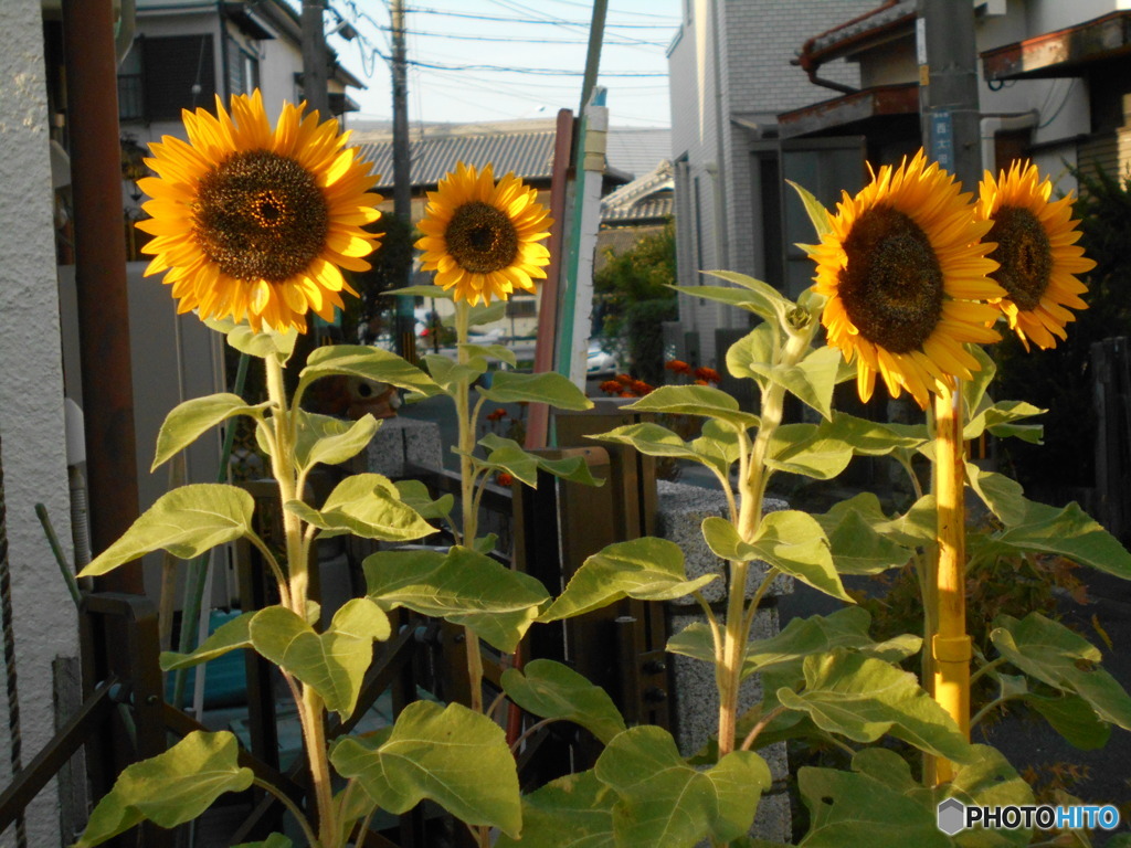 遅植えの向日葵