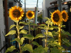 遅植えの向日葵