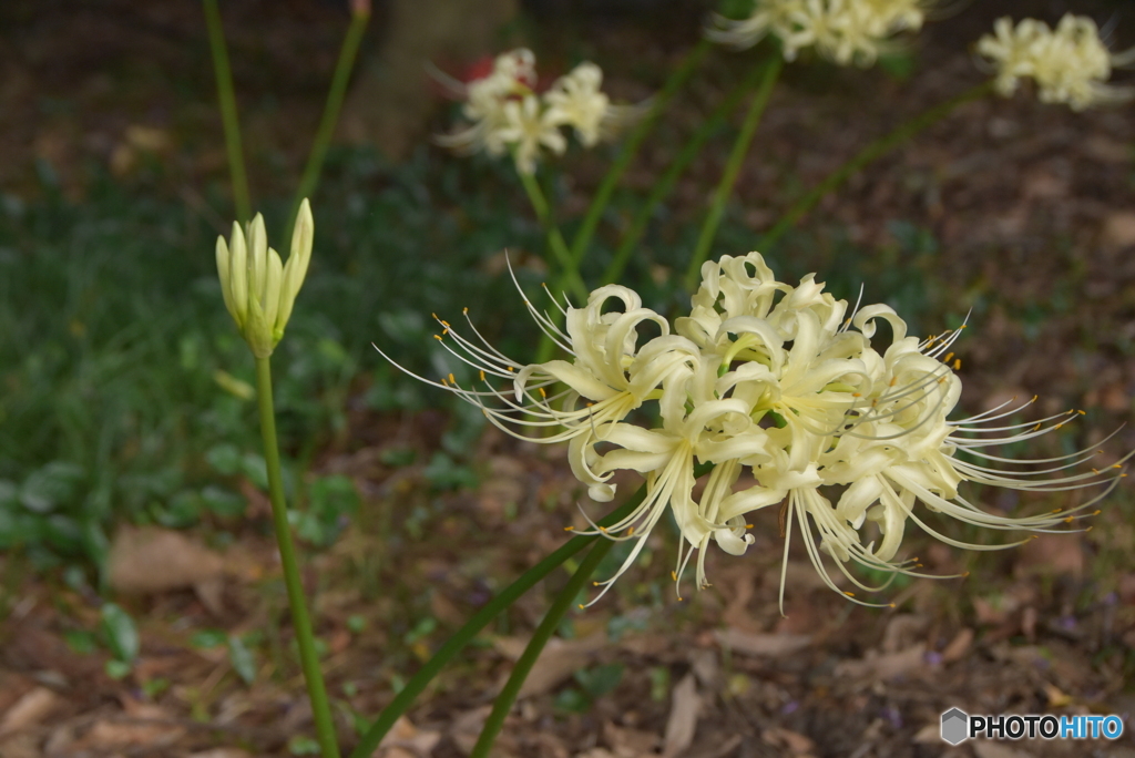 曼珠沙華、