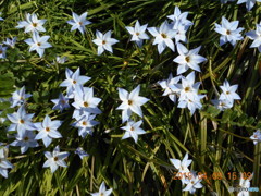 なんの華かわかりませんが