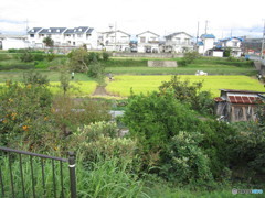 住宅街の( ^ω^)・・・