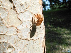 抜け殻（セミ）