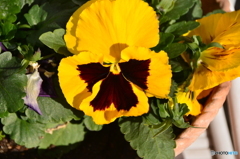 何に見えるかな?