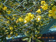 金網に黄色い花