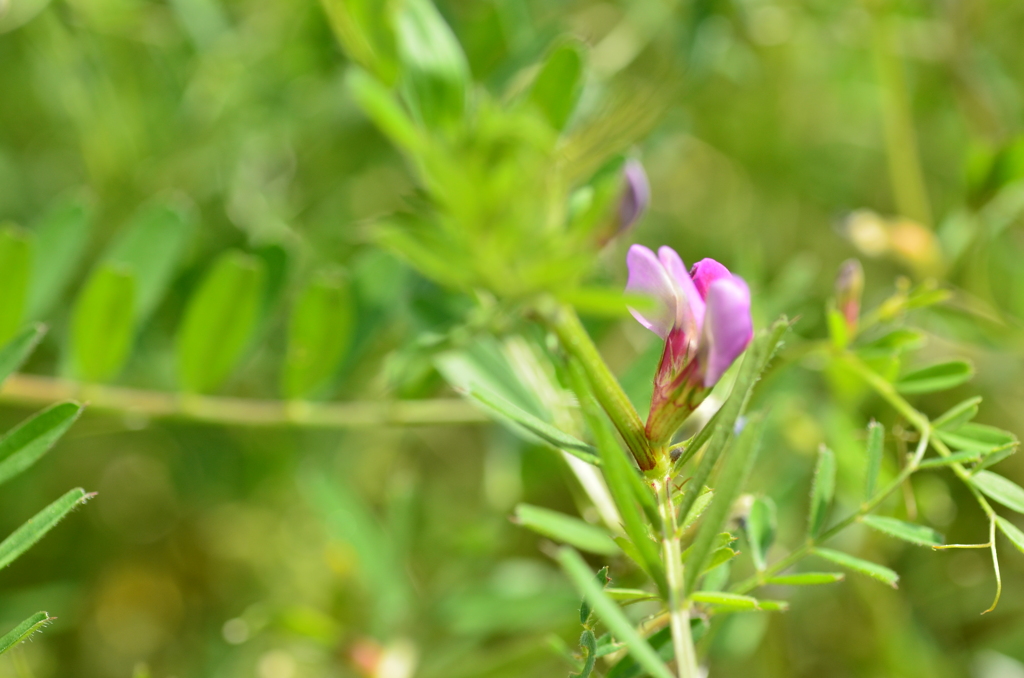 エンドウのような花