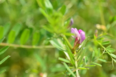 エンドウのような花