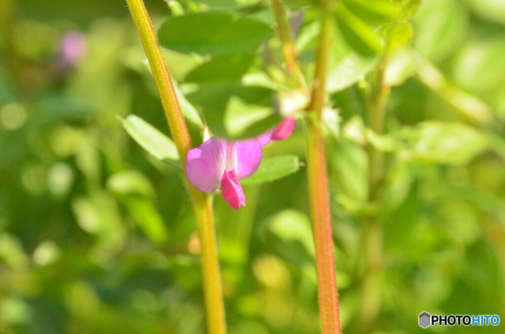 マメ科の雑草