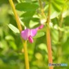 マメ科の雑草