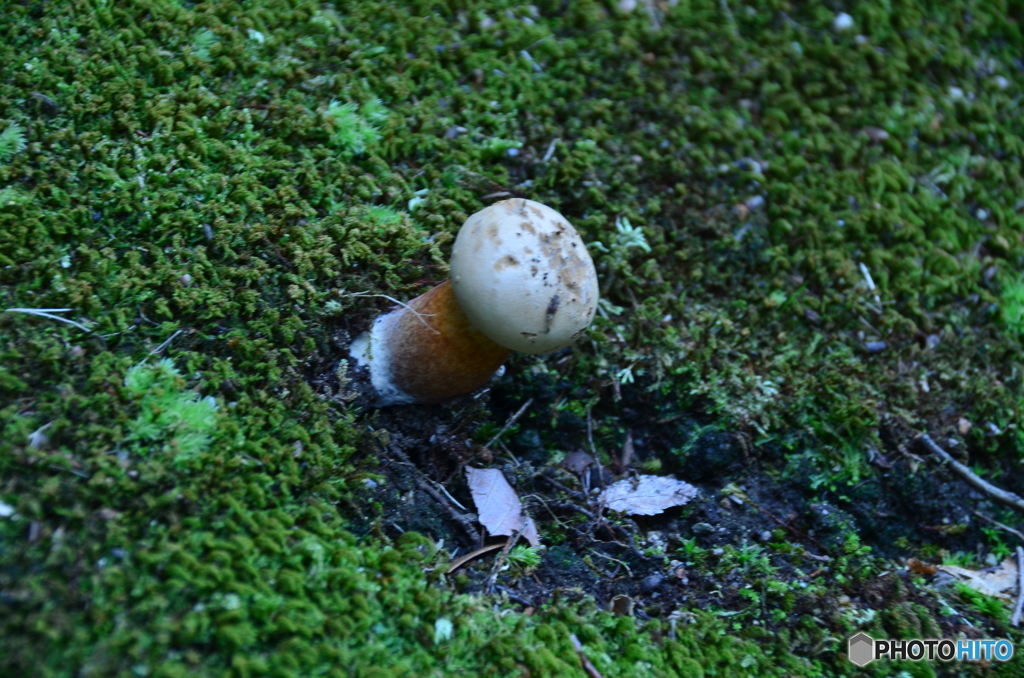 苔の中からキノコだよ