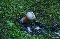 苔の中からキノコだよ