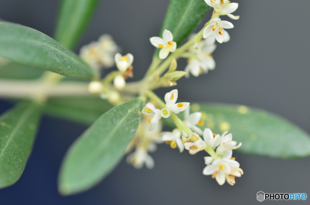 オリ－ブの花