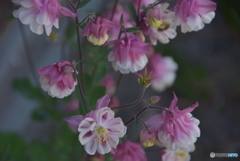 こんな花咲いてたよ