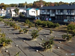 住宅街のミカン畑