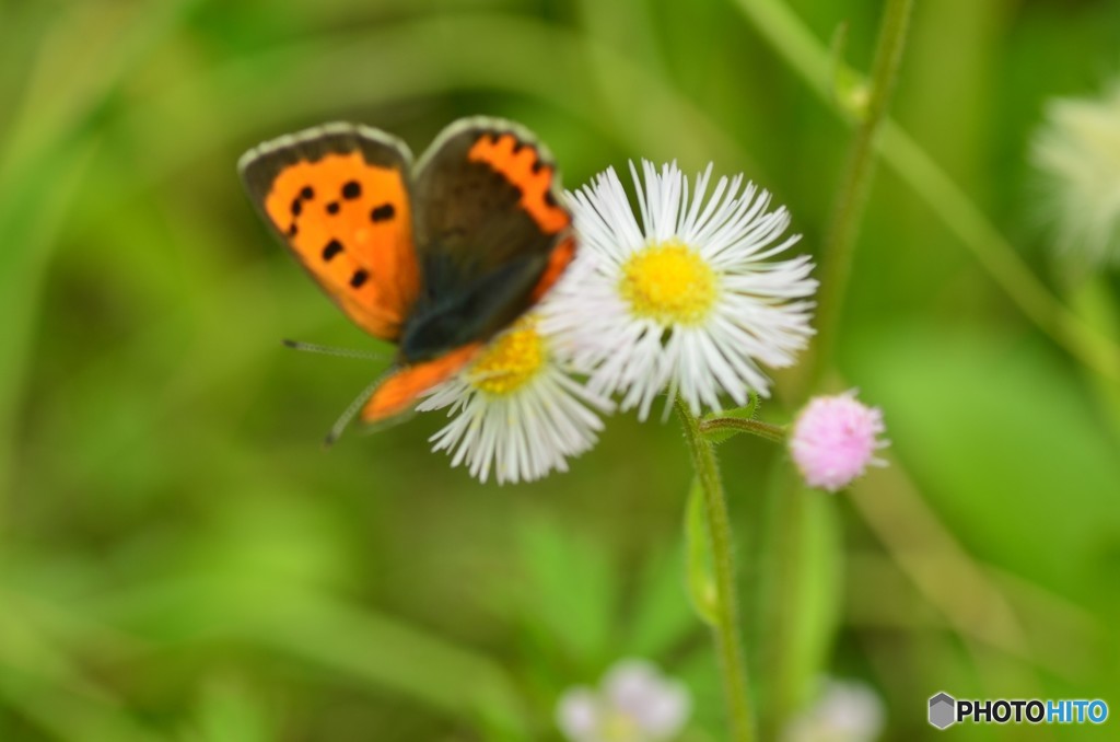 チョウと雑草花