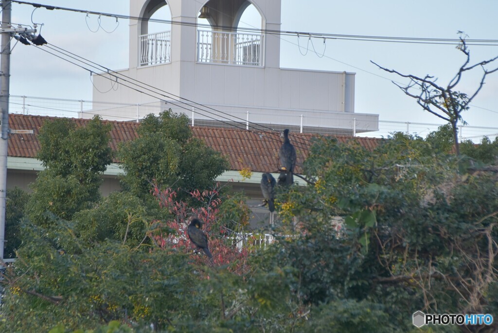 トリミングしました