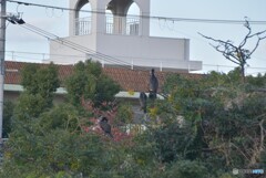 トリミングしました