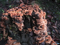 木の根っこにキノコ達