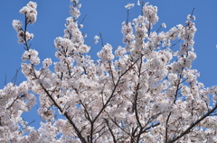 終盤桜