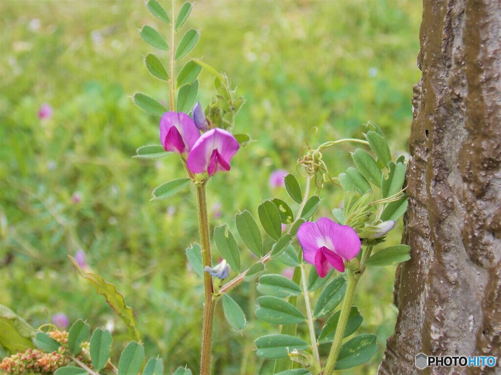 雑草の花