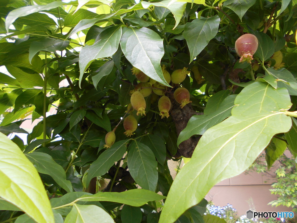 これ！なんの実？