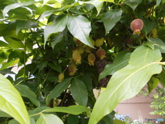 これ!なんの実?