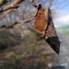 蓑をまとった虫
