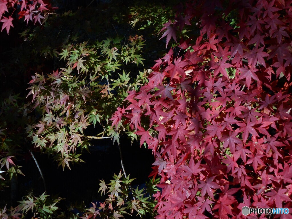 明暗モミジ