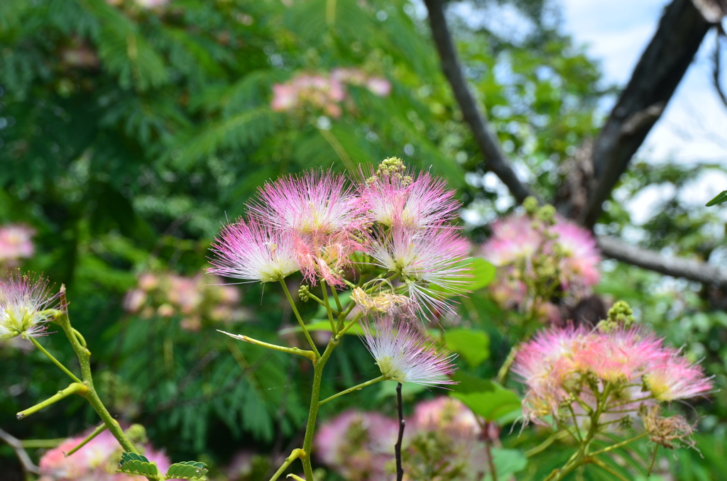 合歓の花（ねむのはな】