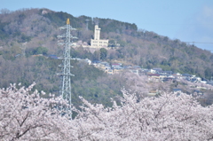 京大地震計と桜１