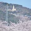 京大地震計と桜１