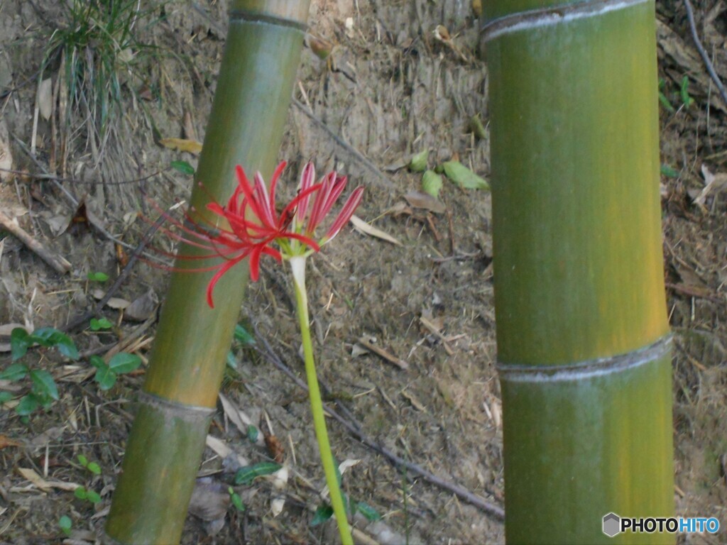 七分咲き