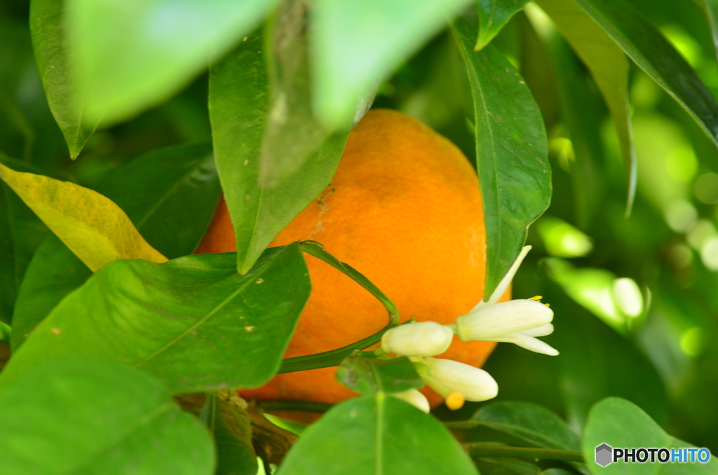 去年の夏ミカン、今年の花