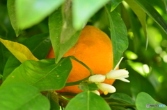 去年の夏ミカン、今年の花