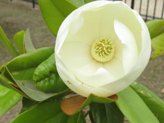 細葉泰山木(ほそばたいざんぼく)