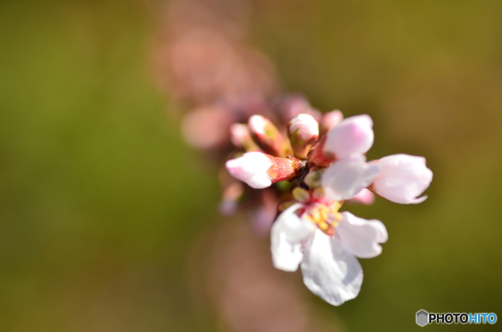 ゆすらうめの花