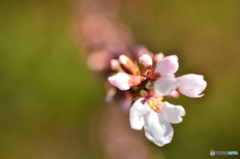 ゆすらうめの花