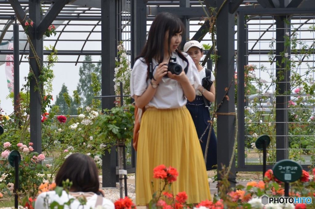 ばら、目移りしちゃう❕
