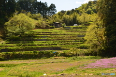 新緑の棚田