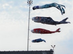同じ鯉幟