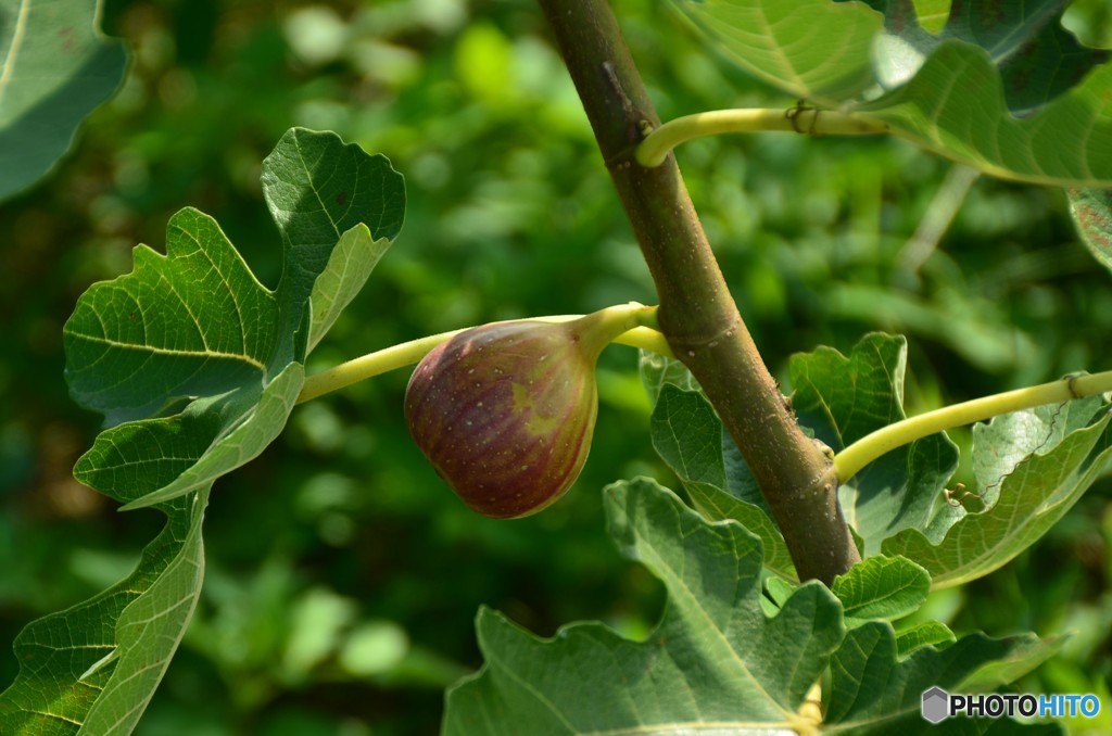 これからの食べごろ