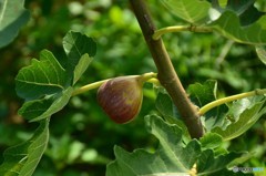 これからの食べごろ