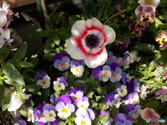 同じく庭園にて