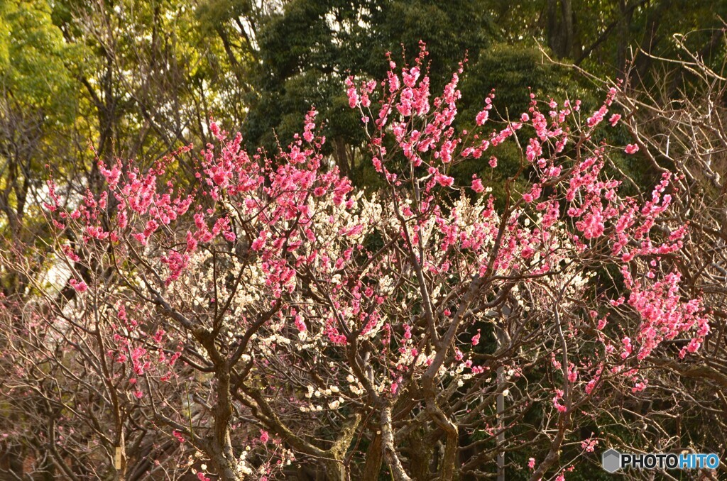 紅白の梅の花