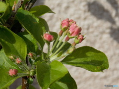 小さなリンゴの花
