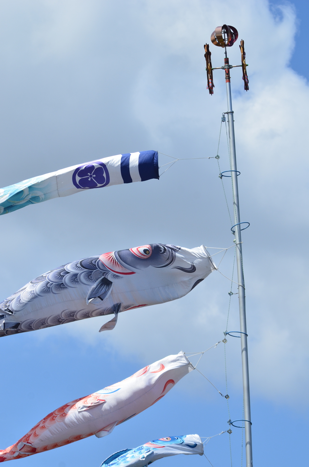 うまく泳いでます