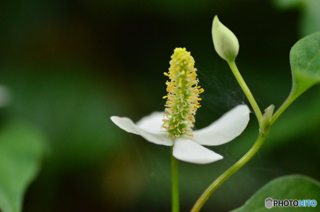 ドクダミの花、薬草