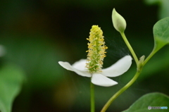 ドクダミの花、薬草
